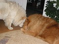 200411129 016